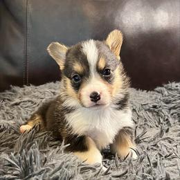 EKG-1 - Black and tan female Pembroke Welsh Corgi puppy in Stockton, Iowa from Infinity Corgis