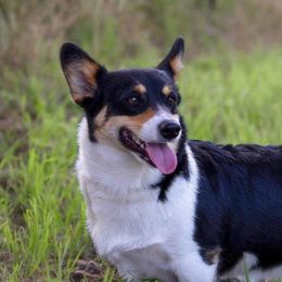 Idgie - Pembroke Welsh Corgi