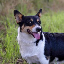 Idgie - Pembroke Welsh Corgi