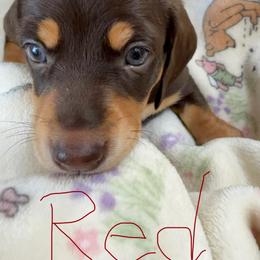 Red collar puppy - Chocolate and tan male Dachshund puppy in Apache Junction, Arizona from Shaw Dachshunds
