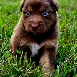 Lady liberty - Red tri-color female Australian Shepherd puppy in Silex, Missouri from Small Town Australian Shepherds