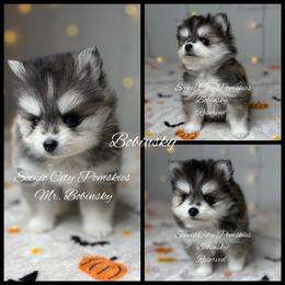 Mr Bobinsky - Black and white male Pomsky puppy in Rossville, Georgia from Scenic City Pomskies