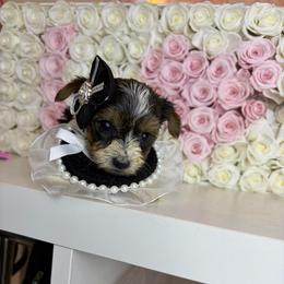 Pepper - Parti female Yorkshire Terrier puppy in Illinois from Pretty Little Yorkies
