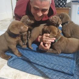 Chesapeake Bay Retriever Puppies from Shore Acres Chesapeakes