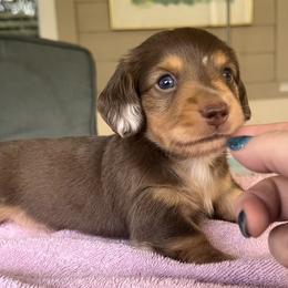 Dachshund Puppies from Meldox
