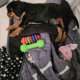 Cavalier King Charles Spaniel Puppies from Hope Cavaliers