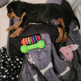Cavalier King Charles Spaniel Puppies from Hope Cavaliers