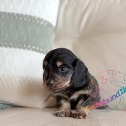 Cosmo - Black and cream male Dachshund puppy in Peyton, Colorado from Dachshund Universe