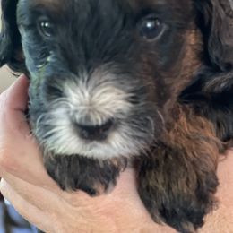 Bernedoodles from Jingo Doodles