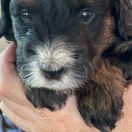 Bernedoodles from Jingo Doodles