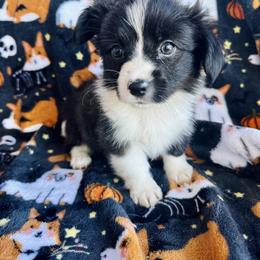 American Corgi Puppies from 5H Corgis