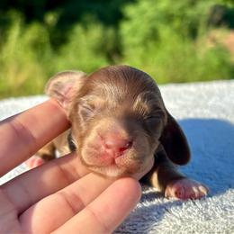 FIRECRA - Chocolate and tan male Dachshund puppy in Delano, Tennessee from Olive Branch Acres