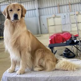 German Shepherd and Golden Retriever Puppies from Vom Bethel