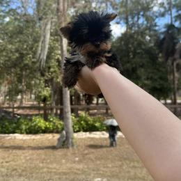 Tiny Tini Bella Milano 1.2 Pounds - Chocolate and tan female Yorkshire Terrier puppy in Naples, Florida from Puppies Forever 💙❤️🐶