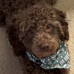 Theo - Labradoodle