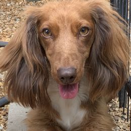 Scarlett - Dachshund