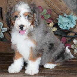Boy 2 - Blue merle male Aussiedoodle puppy in Lawton, Oklahoma from Lindsey’s Aussies