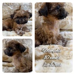 Memphis - Red male Shih Tzu puppy in Maize, Kansas from Air Capital Shih Tzu Puppies