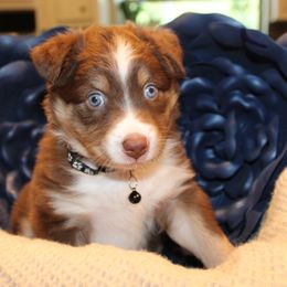 Liberty - Red tri-color female Australian Shepherd puppy in Plantersville, Texas from Jak Se Auss