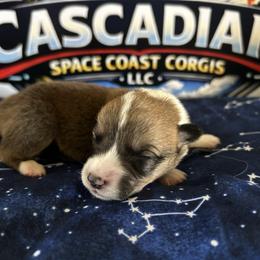 Boy 3 - Sable and white male American Corgi puppy in Cocoa, Florida from Cascadian Space Coast Corgis LLC