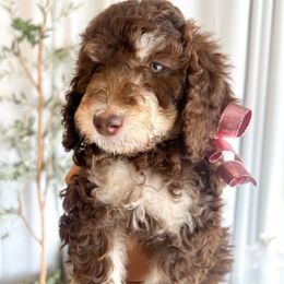Scone - Phantom Poodle puppy in Corona, California from Garden Of Poodles