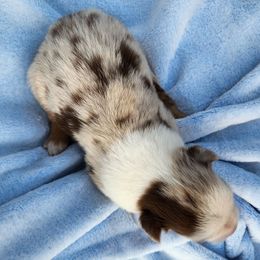Rmf2 - Red merle female Miniature Australian Shepherd puppy in Lakeland, Florida from Sunshine Mini Aussies