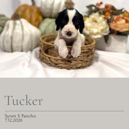 Tucker - Black and white male English Springer Spaniel puppy in Arcadia, Florida from Redemption Fields Springer Spaniels