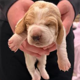 Mary Ann - Red and white female Basset Hound puppy in Monterey, Tennessee from Southern Belles Bassets
