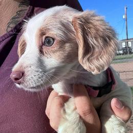 Lucy - Cream female Dachshund puppy in Duncan, Arizona from Bootheel Doxies & Poms