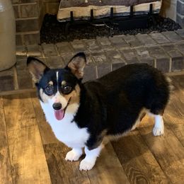 Dottie - Pembroke Welsh Corgi