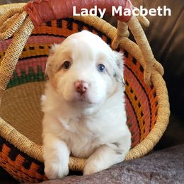 Miniature American Shepherd Puppies from A Bar J Ranch Kennel