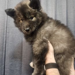 Siberian Husky Puppies from Wild Hunt Huskies