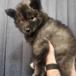Siberian Husky Puppies from Wild Hunt Huskies