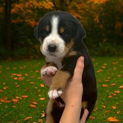 Brody - Blue - Black, white and red male Greater Swiss Mountain Dog puppy in Everett, Pennsylvania from Sweet Stream Swissies