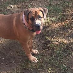 Boerboels from Blessed Boerboels