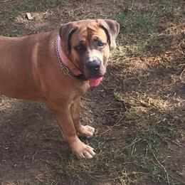 Boerboels from Blessed Boerboels