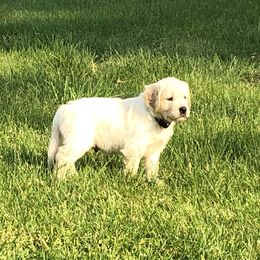 Mr. Black - Light golden male Golden Retriever puppy in Webster City, Iowa from Whispering Pines Precious Puppies