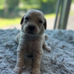 Mallow - Cream male Goldendoodle puppy in Duluth, Minnesota from heavenly Pups kennel