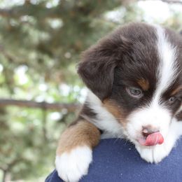 Miniature American Shepherd Puppies from Gottabe Miniature American Shepherds