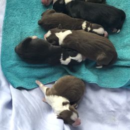 Miniature Australian Shepherd Puppies from Copper Line Aussies