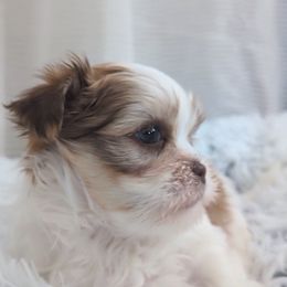 Shih Tzu, Shorkie, Yorkipoo, and Yorkshire Terrier Puppies from Little Rascal Ranch