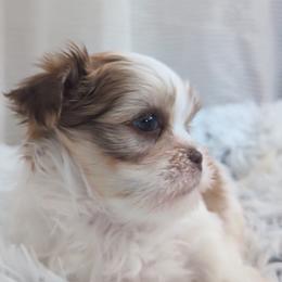 Shih Tzu, Shorkie, Yorkipoo, and Yorkshire Terrier Puppies from Little Rascal Ranch