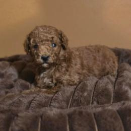 Sheldon - Red  male Poodle puppy in Statesboro, Georgia from Briar Creek Kennels