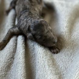 Lord Ashford (Dark Merle) - Merle male Goldendoodle puppy in Duluth, Minnesota from heavenly Pups kennel
