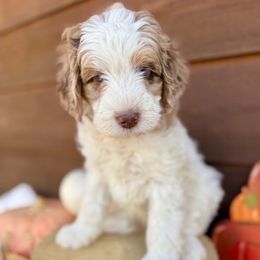 Ivy - Pink Collar - Merle female Bernedoodle puppy in Buena Vista, Colorado from Mountain Poppy Bernedoodles