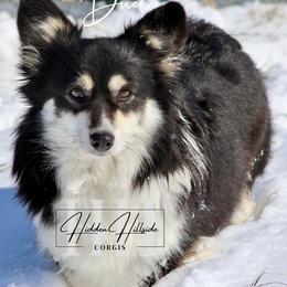 Duet - Pembroke Welsh Corgi