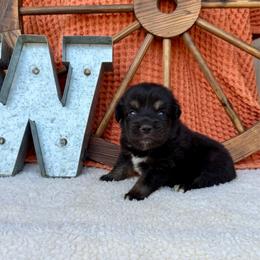 Professor - Black tri male Miniature Australian Shepherd puppy in Checotah, Oklahoma from Wild Outlaw Aussies