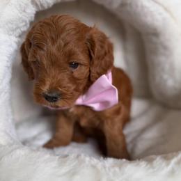 Cashew (Yellow) - Red  female Goldendoodle puppy in Toledo, Ohio from Avery Doodle Day LLC