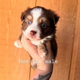 Red Tri male - Red tri male Miniature Australian Shepherd puppy in Buchanan, Georgia from Stanleyville Farm Mini Aussies