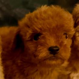Christopher Robin - Red  male Goldendoodle puppy in Pensacola, Florida from Goldendoodles Love You in Pensacola Friend Edition